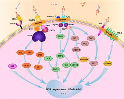 Interaction of antiphospholipid antibodies with endothelial cells in antiphospholipid syndrome